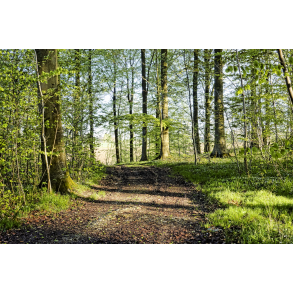 Bgeskoven en forrsdag