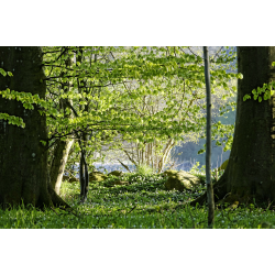 Blomster &amp; Natur