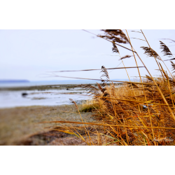 Blomster &amp; Natur