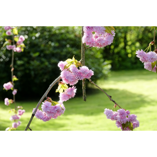 Japansk Hnge kirsebr