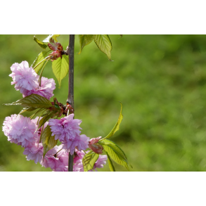 Japansk Hnge kirsebr