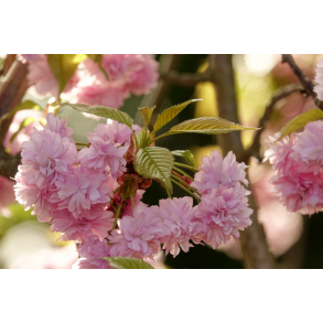 Japansk Hnge kirsebr