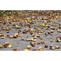 Blomster &amp; Natur