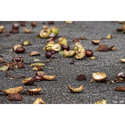 Blomster &amp; Natur