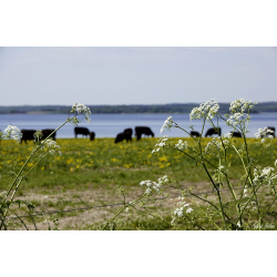 Blomster &amp; Natur