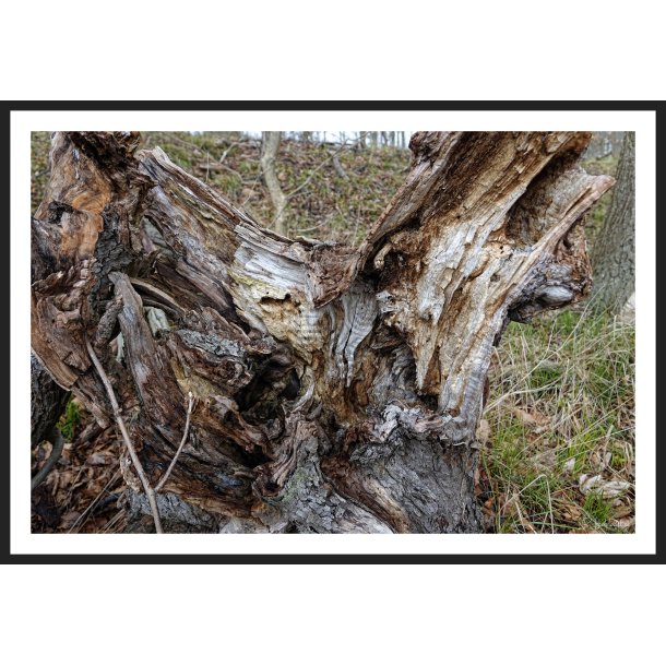 Naturens Kunst