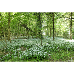 Blomster &amp; Natur