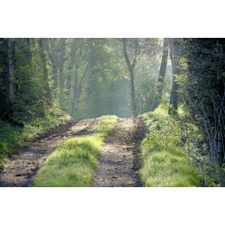 Blomster &amp; Natur