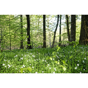 Anemoner i Skovbunden
