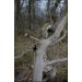 13x18cm Plakat uden ramme