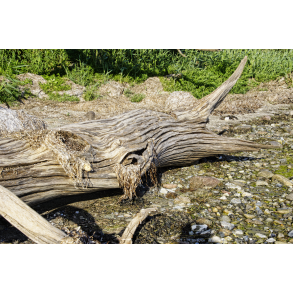 Stubben ved Te Huset