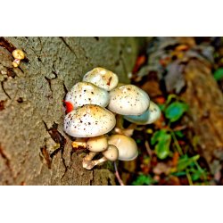 Blomster &amp; Natur