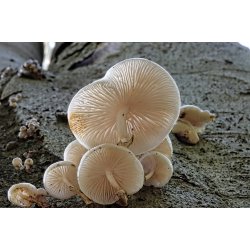 Blomster &amp; Natur