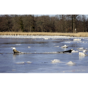 Vinterstemning ved Petersvrft