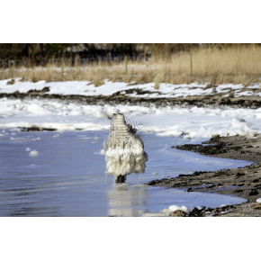 Vinterstemning ved Petersvrft