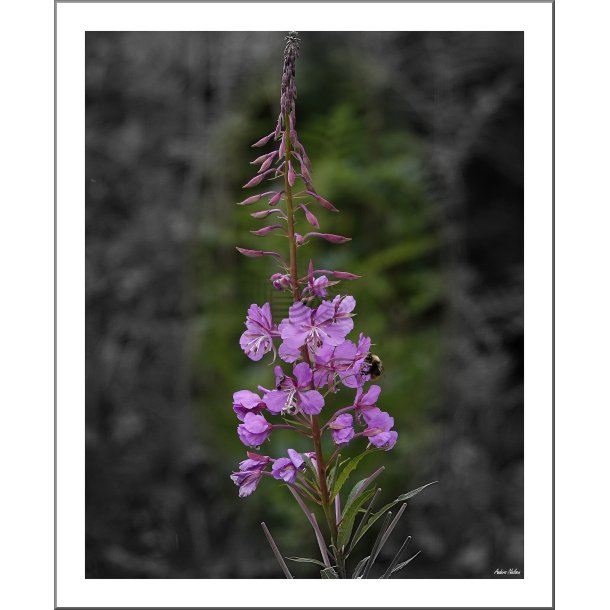 Blomsten &amp; Bassen