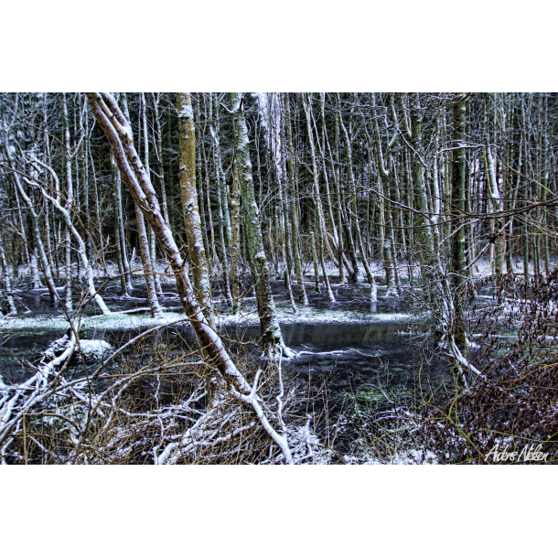Den Frosne S