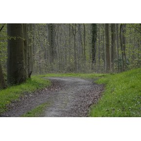 Langebk Skov - Petersvrft