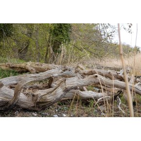 Langs lokale kyster ved Petersvrft