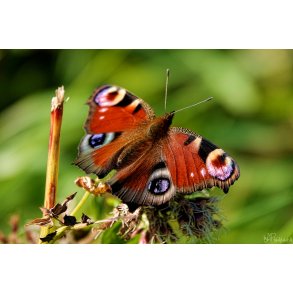 Sommerfugl (Lepidoptera)