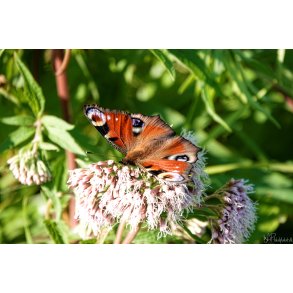 Sommerfugl (Lepidoptera)