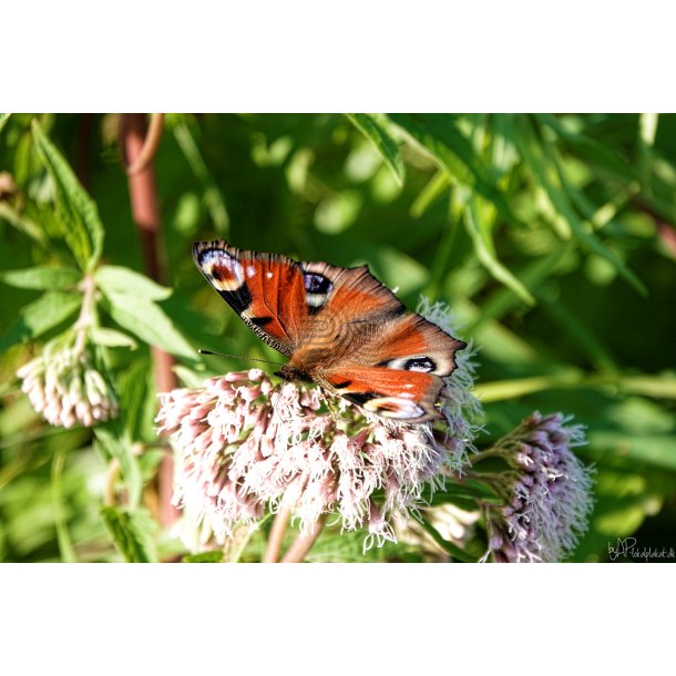 Sommerfugl (Lepidoptera)
