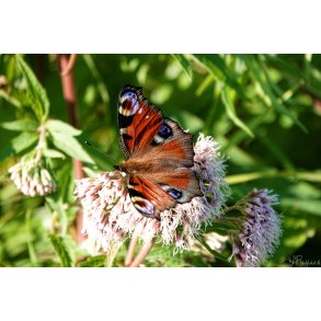 Sommerfugl (Lepidoptera)