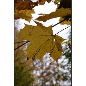 Bladet med efterrets farver