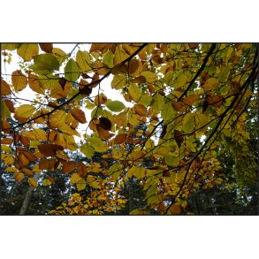 Bgen i efterrs farver