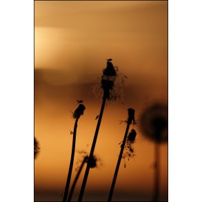 Morgen stemning i efterrs btten