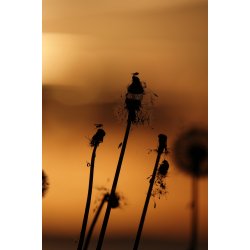 Morgen stemning i efterrs btten