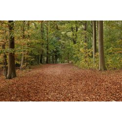 Skovens farver i November