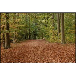 Skovens farver i November