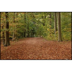 Skovens farver i November