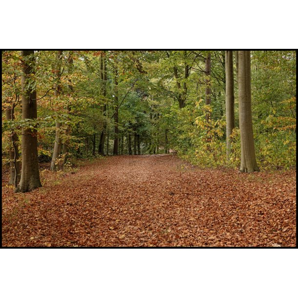 Skovens farver i November