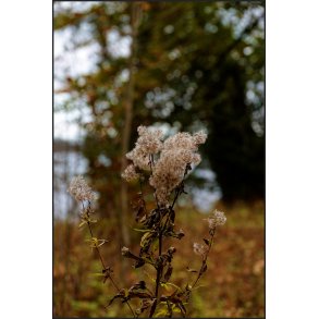 Gyldne efterrs farver