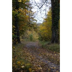 Efterrs stemning i november