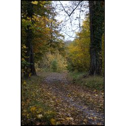 Efterrs stemning i november