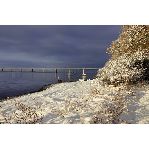 Farbroen i Vinterskr  Et Stille jeblik af Dansk Natur