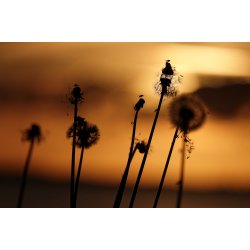 Btterne fuld af aktivitet