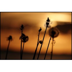 Btterne fuld af aktivitet