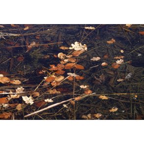 Lvfald og efterr med stille vand