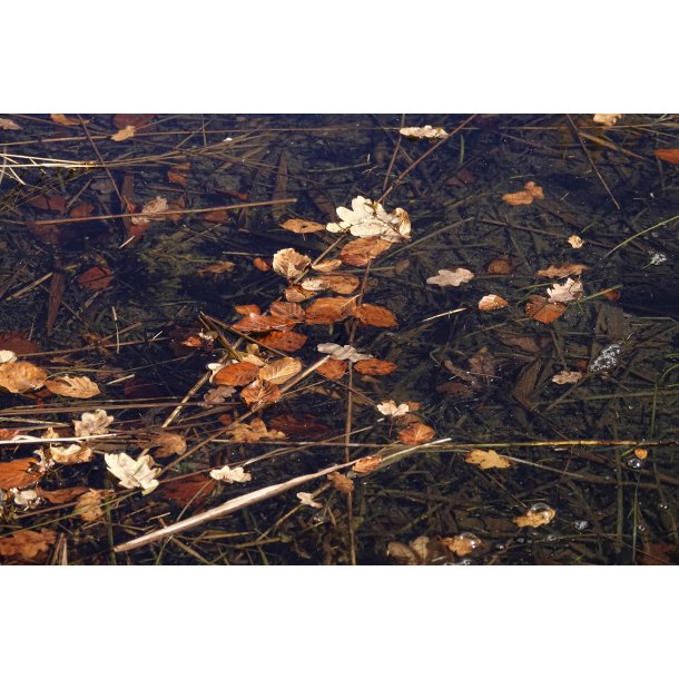 Lvfald og efterr med stille vand