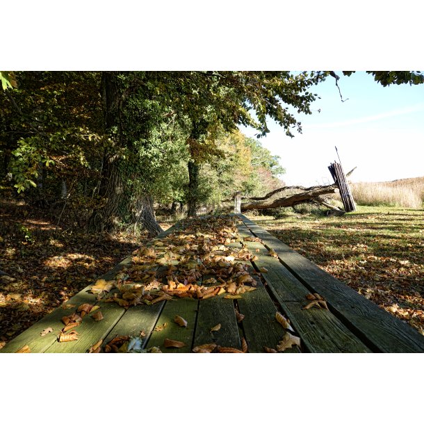 Lvfald p det gamle bord