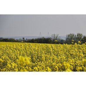 Rapsmark med udsigt til Farbroen