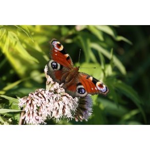 Sommerfugl (Lepidoptera)