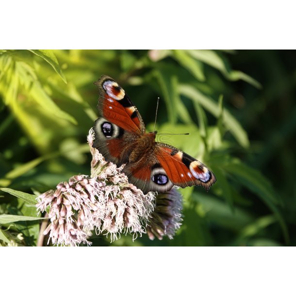Sommerfugl (Lepidoptera)